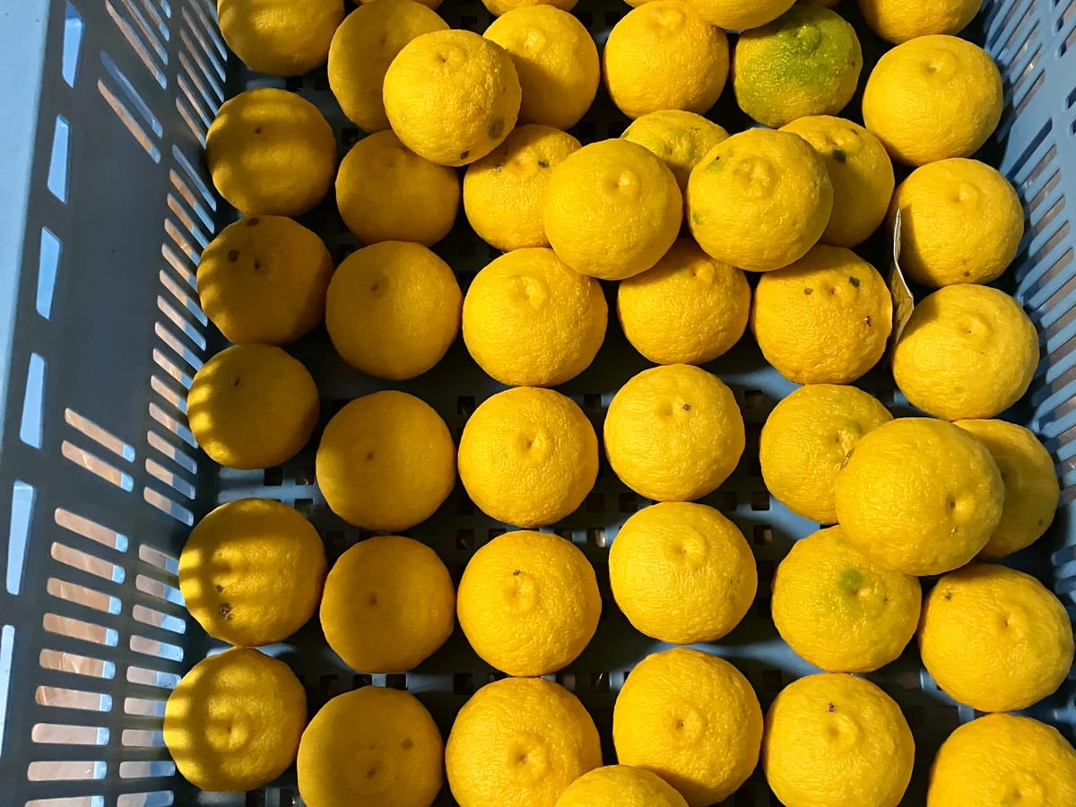 A crate of October Yuzu after degreening, the skins turned gold