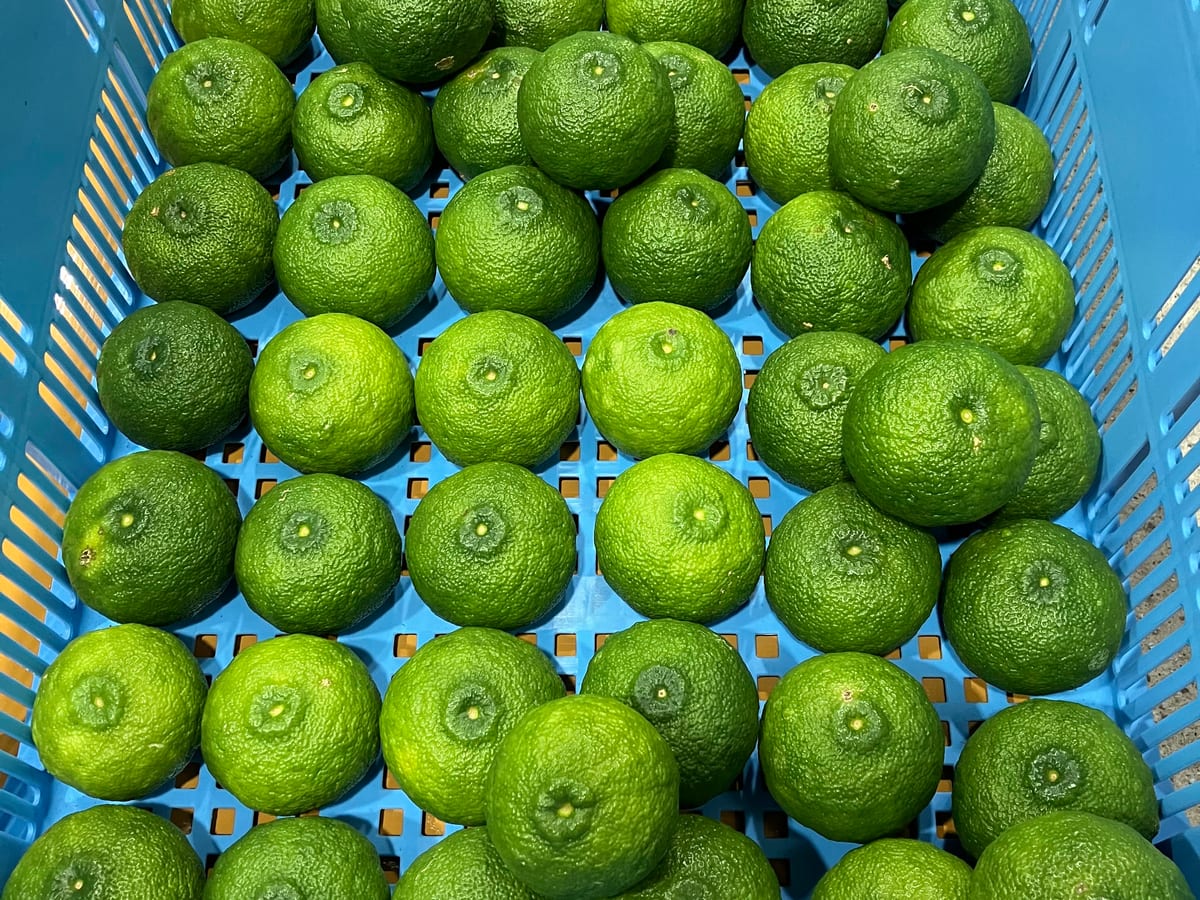 A crate of October Yuzu on the day of picking, the skins still green.