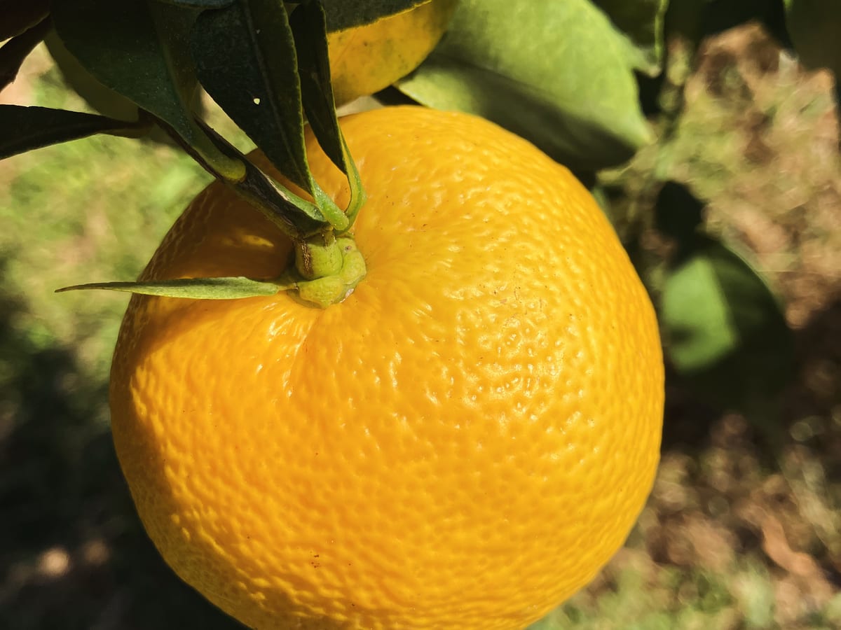 Fully ripe Golden Yuzu