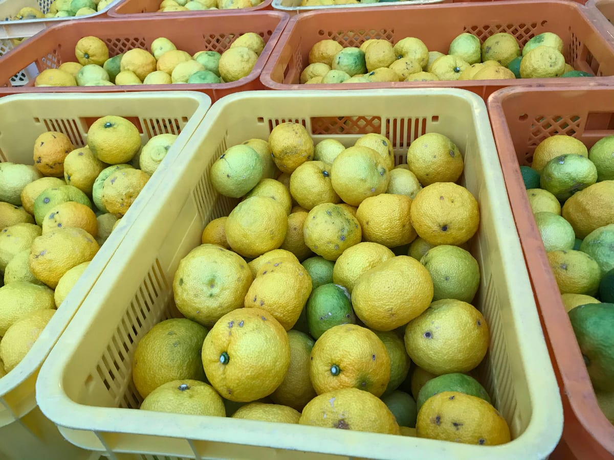 Harvested yuzu in crates, waiting to be pressed