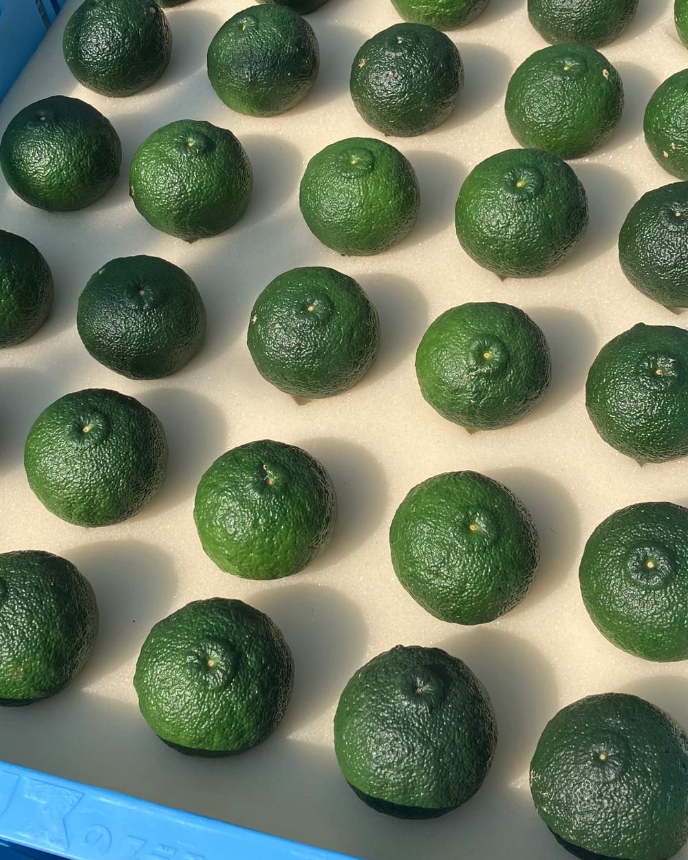 Green Yuzu placed one by one into cushioned trays for shipping.