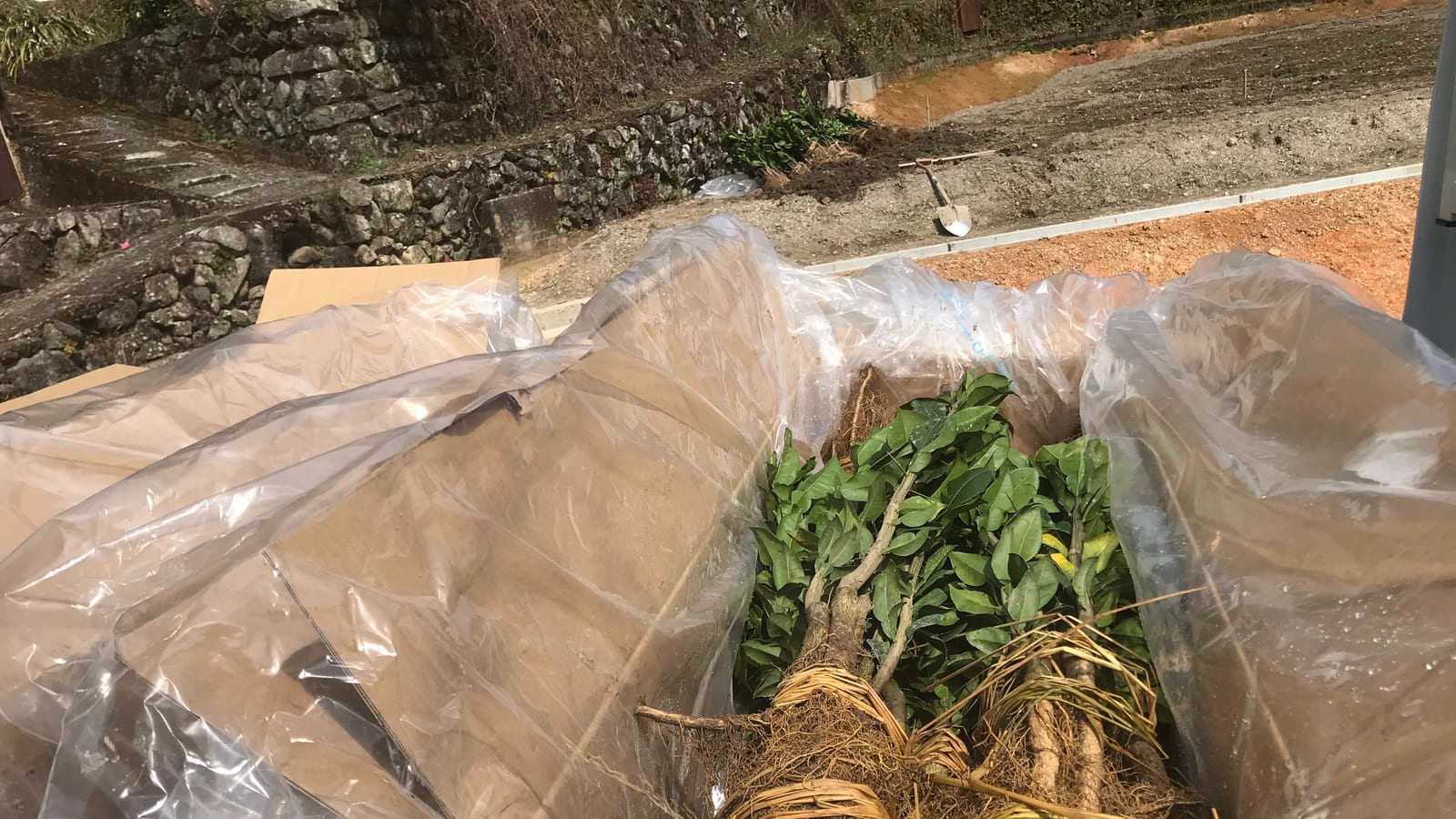 Bundles of bare-root yuzu saplings, their roots wrapped in straw, delivered onto freshly levelled ground.