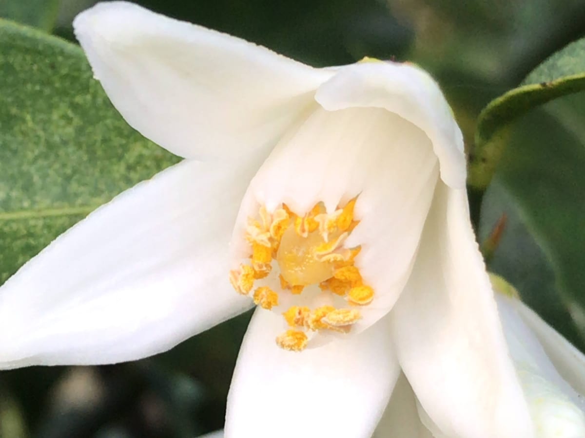 A single white yuzu blossom with yellow stamens, open against dark green leaves.