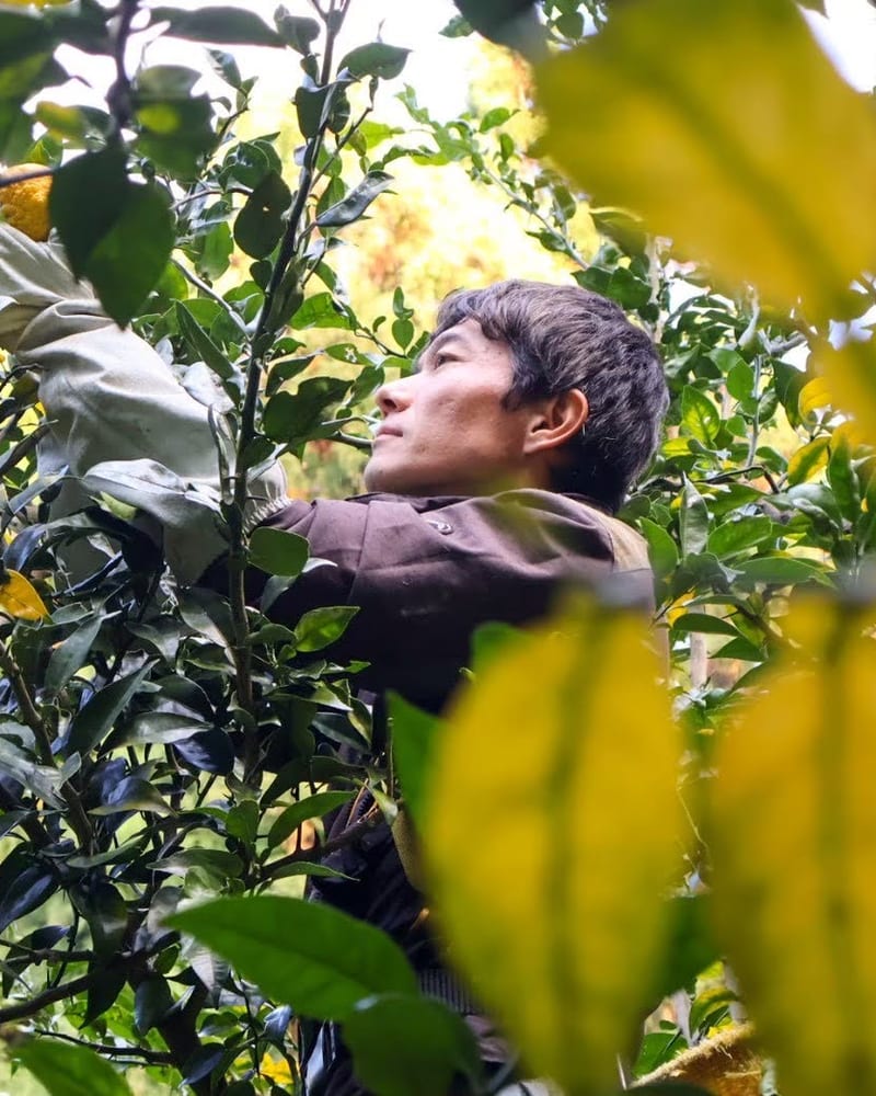 The grower at work among the branches of a yuzu tree.