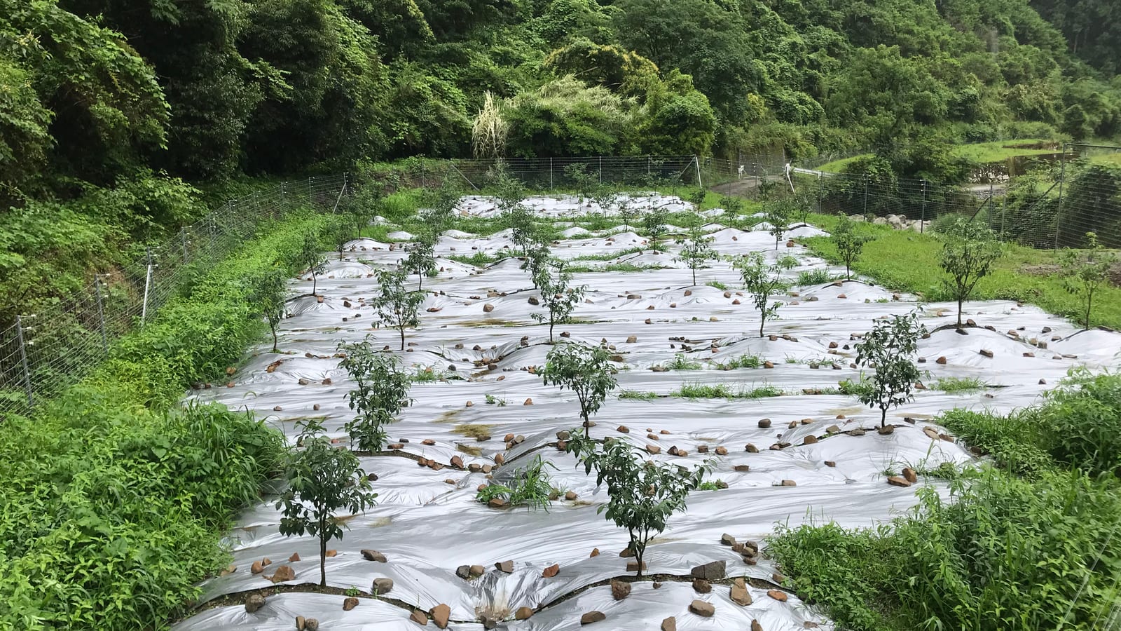 A terraced field covered edge to edge in silver mulch, with rows of young yuzu trees and green hills behind.